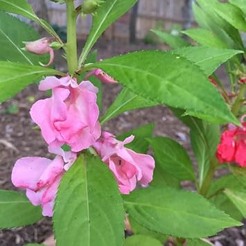 Heirloom Non-GMO Pink Balsam Camellia Flower Seeds for Garden Planting for planting in home garden