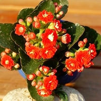 Red Kalanchoe Flower Seeds for Planting Succulent Blooms - Non GMO seeds