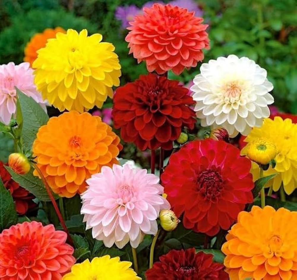 Mixed Dahlia flower seeds growing into a colorful variety of full, layered blooms ideal for garden borders and cutting gardens