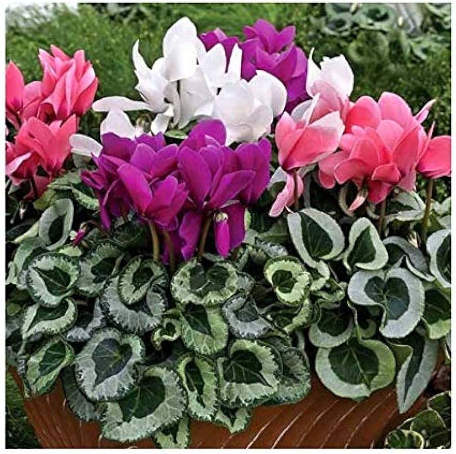 Cyclamen persicum bonsai grown from seeds with upswept petals and heart-shaped variegated leaves