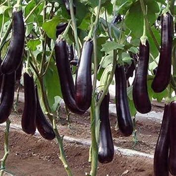 Eggplant Seeds for Planting, Dark Purple, 100 pcs