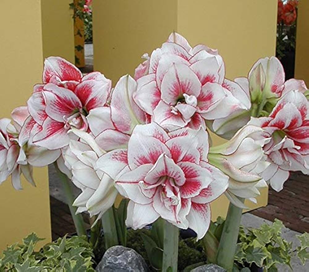 Elvas Amaryllis Seeds