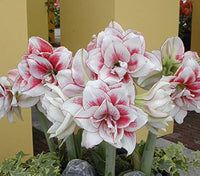 Elvas Amaryllis Seeds