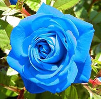 Blue Rose Heirloom Non-GMO Seeds for Garden Planting