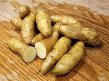 Banana Fingerling Potato Vegetable Seeds – Thin-Skinned and Creamy Texture