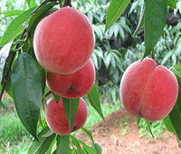 Red flat peach (Peento saucer) tree grown from seeds with flattened, juicy red fruits