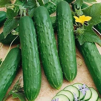 Cucumber Cucumis sativus seeds for planting in balcony garden