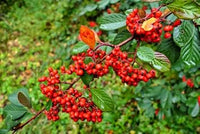 New Fresh 10pcs Cotoneaster Lacteus Fruit Seeds - Attractive Shrub with Beautiful Red Berries 100 pcs