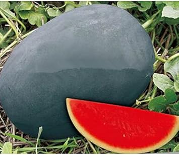 Red Watermelon Fruit Seeds - Perfect for Summer Harvest