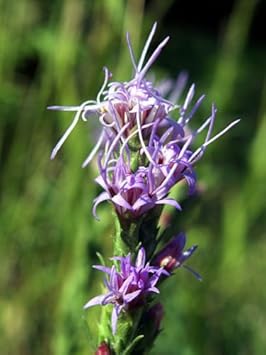 Purple Liatris Flower Seeds for Planting, Tall Spikes