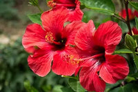 Giant Red Hibiscus Flower Seeds – Outdoor & Bonsai Plant