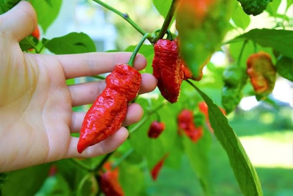 Chilli- Bhut Jolokia Red