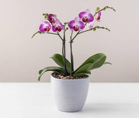 Phalaenopsis Butterfly Orchid Indoor Plant Seeds