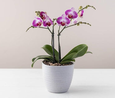 Phalaenopsis Butterfly Orchid Indoor Plant Seeds