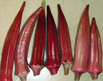 Red Okra Abelmoschus esculentus seeds for garden planting
