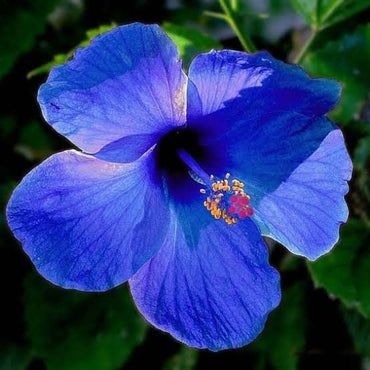 Heirloom Hibiscus Bonsai Flower Seeds – Unique Garden Bloom