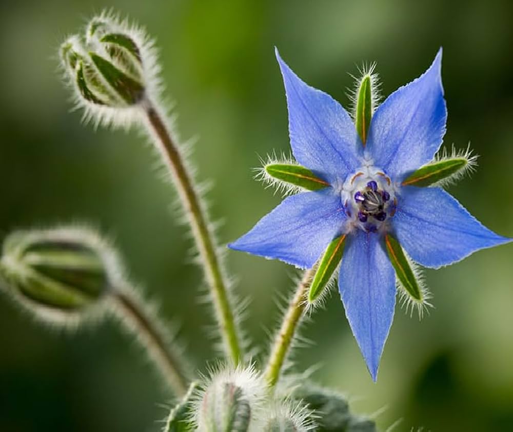 Organic Borage Seeds