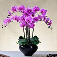Butterfly Orchid purple flower seeds – heirloom, non-GMO seeds for planting