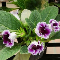 Heirloom Non-GMO Light Purple Gloxinia Flower Seeds – Elegant Blooms for Garden Planting