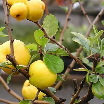Yellow Quince Fruit Seeds - Grow This Aromatic, Tasty Fruit at Home 100 pcs
