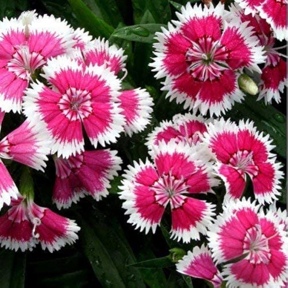 Dianthus Dolce William Pink groundcover seeds blooming into clusters of soft pink flowers with frilled edges and a pleasant scent