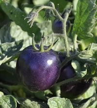 Purple tomato Solanum lycopersicum seeds for planting in garden beds