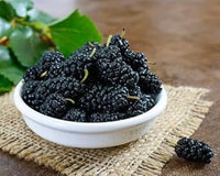 Mulberry Fruit Seeds for Cultivating Sweet & Nutrient-Rich Mulberries 100 pcs
