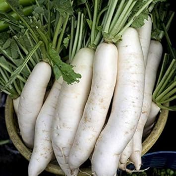 White Rainbow Radish Raphanus sativus for planting in urban garden