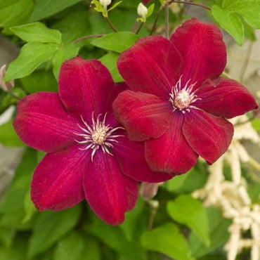 Clematis flower Clematis spp. bright red seeds for planting in vertical gardens or climbing trellises