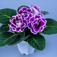 Blue & White Gloxinia Heirloom Non-GMO Seeds for Planting