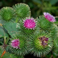 Organic Granjas Bardana Flower Seeds for Planting – Heirloom, Non-GMO