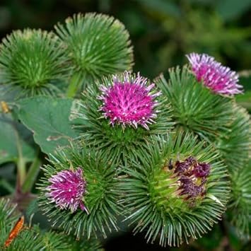 Organic Granjas Bardana Flower Seeds for Planting – Heirloom, Non-GMO