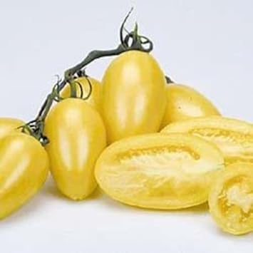Cream tomato Solanum lycopersicum seeds for planting in garden beds