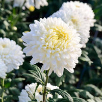 Aster Chrysanthemum Perennial Flower Seeds for Indoor and Outdoor Garden Planting