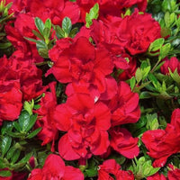 Azalea Rainbow Rhododendron Japanese Cherry-Like Flower Seeds