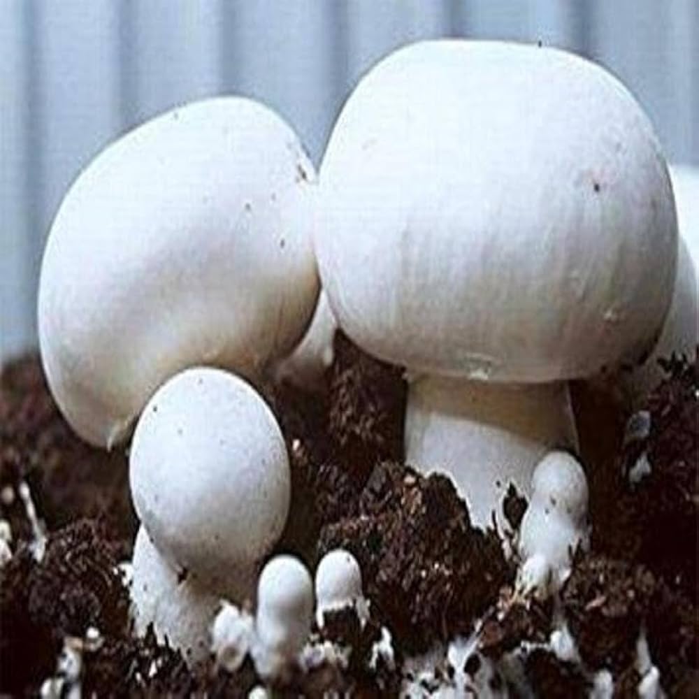 Mushroom Succulent Plant Seeds for Home Garden