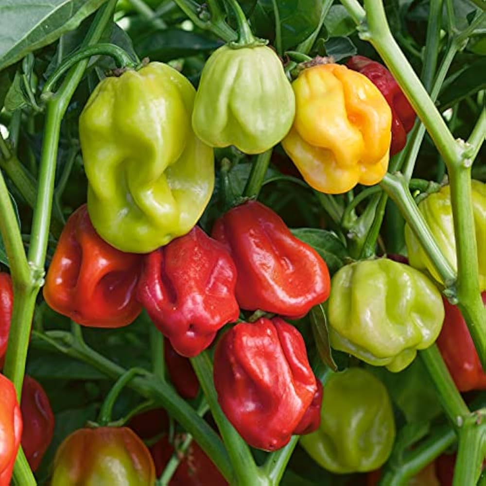 Giant & hot habanero pepper seeds (Capsicum chinense) growing fiery, lantern-shaped peppers with intense heat and bright orange skin