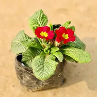 Primula Acaulis Primrose Flower Seeds