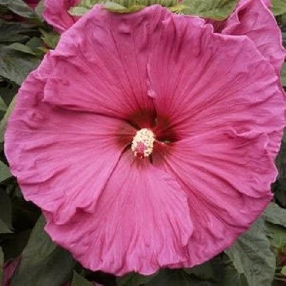 Large - Pink for planting in home garden