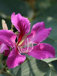 Bauhinia Flower Seeds for Planting, Heirloom, Non-GMHeirloom Bauhinia Flower Seeds, Non-GMO Orchid Tree Blooms for Tropical Garden PlantingO, 100