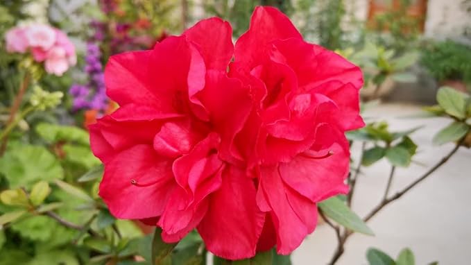 Rare Azalea Bonsai Flower - for planting in home garden