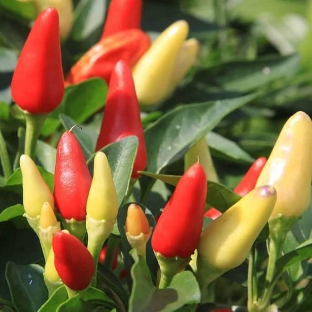 Ornamental hot pepper “Prairie Fire” grown from seeds with small, colorful fruits and fiery appearance