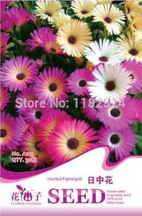 Organic Heirloom Non-GMO Mixed Sinensis Patula Seeds for Planting – Vibrant Blooms