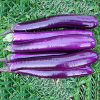 Eggplant Seeds for Planting, Purple, 100 pcs