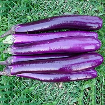 Eggplant Seeds for Planting, Purple, 100 pcs