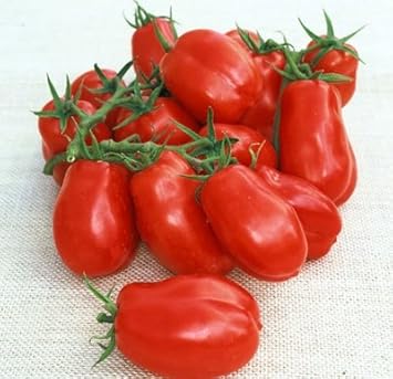 Red Marzano Tomato Seeds for Planting - heirloom & Non GMO Seeds
