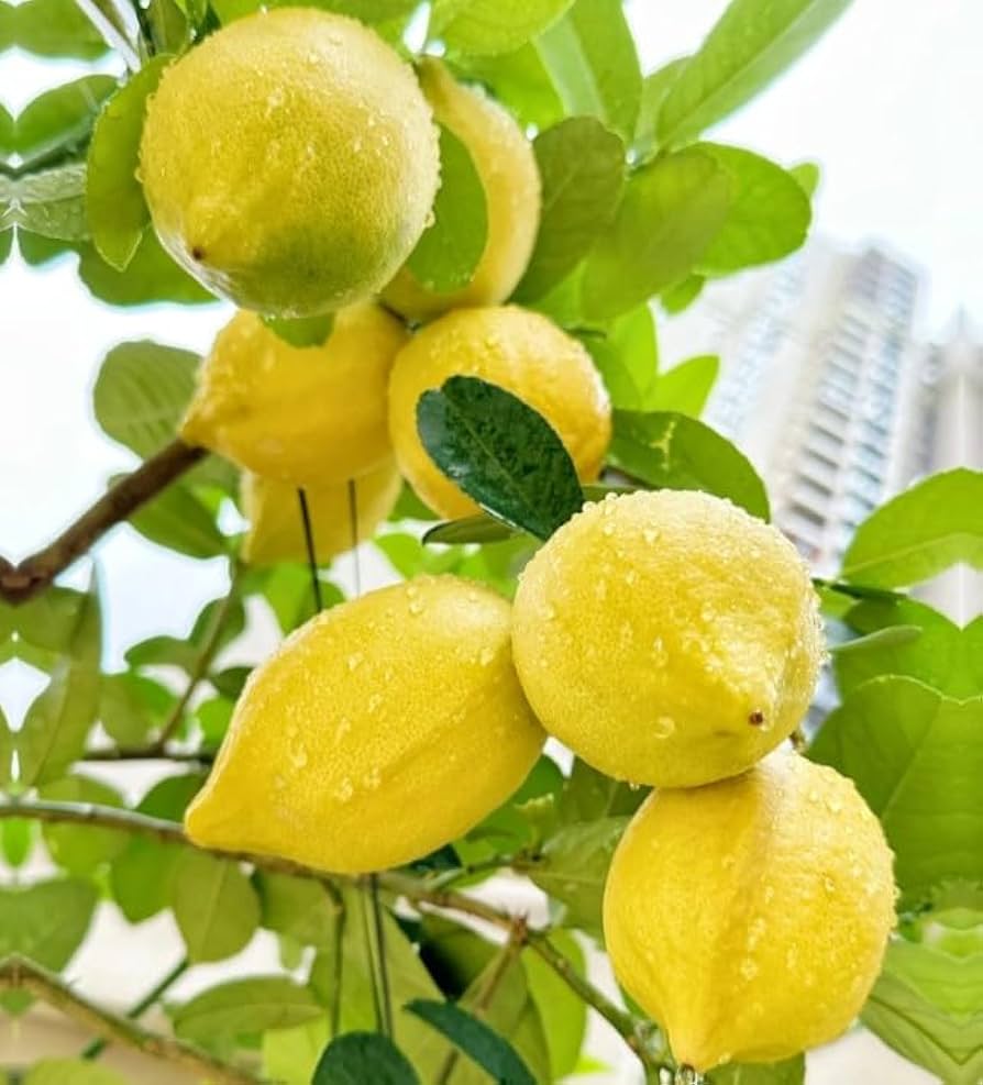 Lemon tree Citrus limon seeds for planting in backyard gardens or indoor pots
