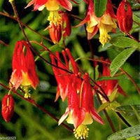 Columbine flower Aquilegia Tequila Sunrise seeds for planting in home garden beds or perennial flower borders