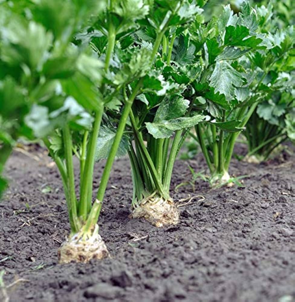 Brilliant – Celeriac Seed