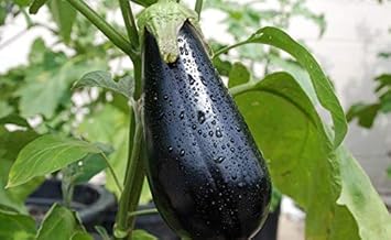 Black Eggplant Seeds for Planting - 100 pcs
